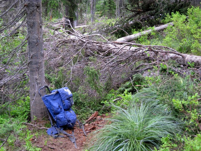 Stretches of Chilco Mountain Trail 15 were covered by roughly 350 blowdowns on May 30, 2016. (David Drum)