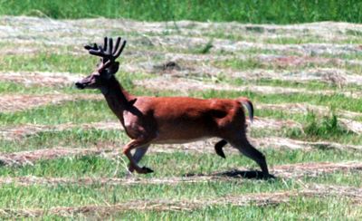 White-tailed deer in Northeast Washington took the brunt of last season’s rugged winter.  (File / The Spokesman-Review)