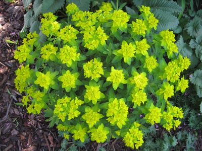Euphorbia polychroma is an easy-to-grow perennial that will light up the garden. Special to  (SUSAN MULVIHILL Special to / The Spokesman-Review)