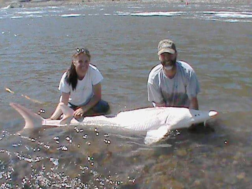 Craig and Melodie Dowdy of YJ Guide Service landed this 6-foot 3-inch long white sturgeon with blue eyes and pinkish features in the Snake River in late June 2015.
 (Courtesy)