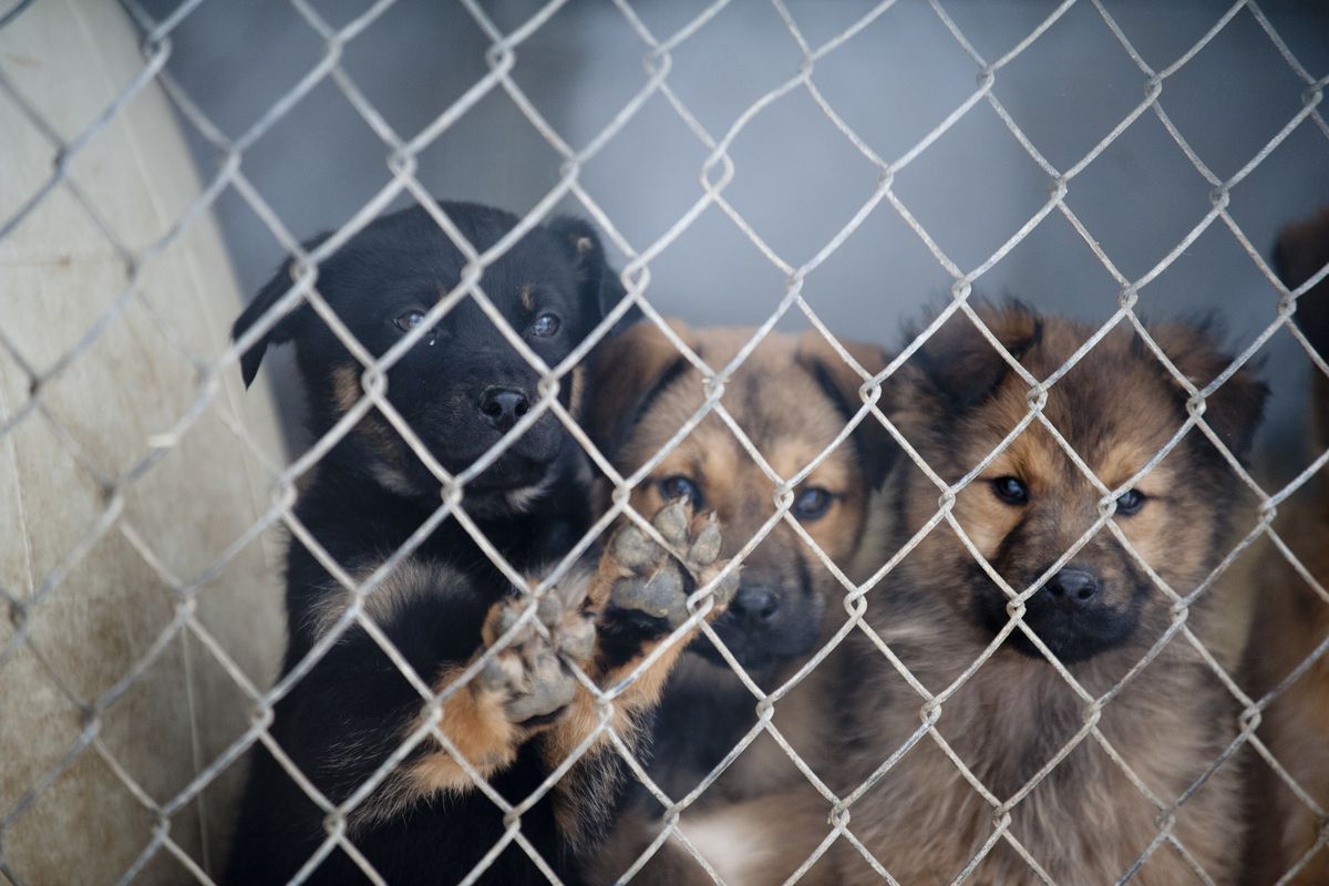 Stevens County animal shelters put faith in law enforcement | The  Spokesman-Review
