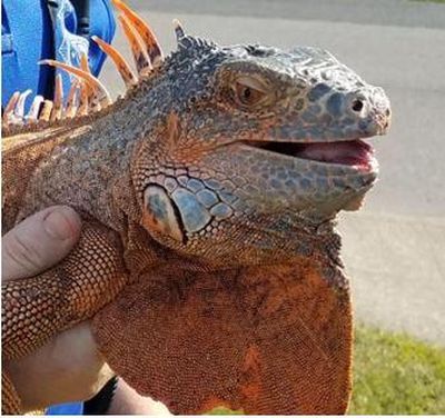 This iguana was found up a tree near Gonzaga University on Thursday, Aug. 31, 2017. (SCRAPS)