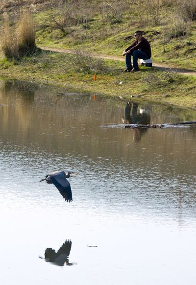 Competition: A local fisherman sits on the bank of Bennington Lake in Walla Walla on Monday as a blue heron approaches for a landing. (Associated Press)