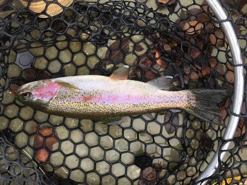 Rainbow trout caught at Hatch Lake in Stevens County. (Washington Department of Fish and Wildlife)