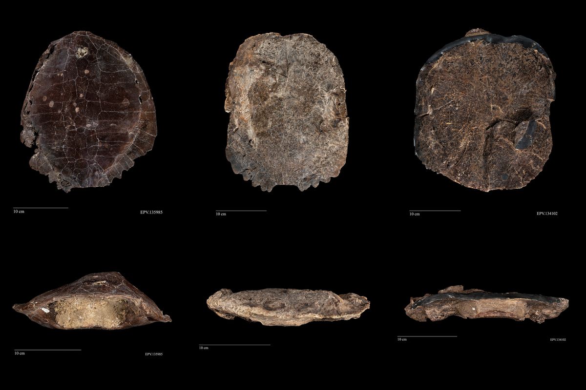 Undated photos provided by the Denver Museum of Nature and Science show, from left to right, top and side views of a barely impacted, medium impacted and highly impacted turtle shells. The left specimen belongs to the genus Eubaena, and the middle and right to the genus Baenidae. (Rick Wicker/Denver Museum of Nature and Science) -- NO SALES; FOR EDITORIAL USE ONLY WITH NYT STORY SLUGGED TURTLE SHELLS BY ASHER ELBEIN FOR DEC. 26, 2022. ALL OTHER USE PROHIBITED. --  (RICK WICKER)