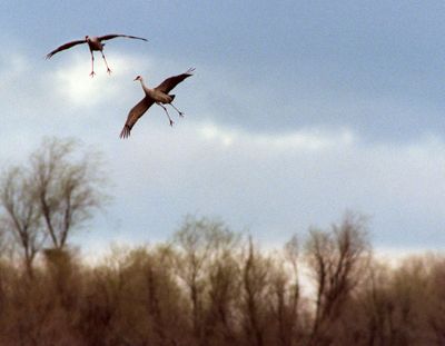 Cranes set their legs and wings for a landing in a field near Othello, Wash.  (SR)