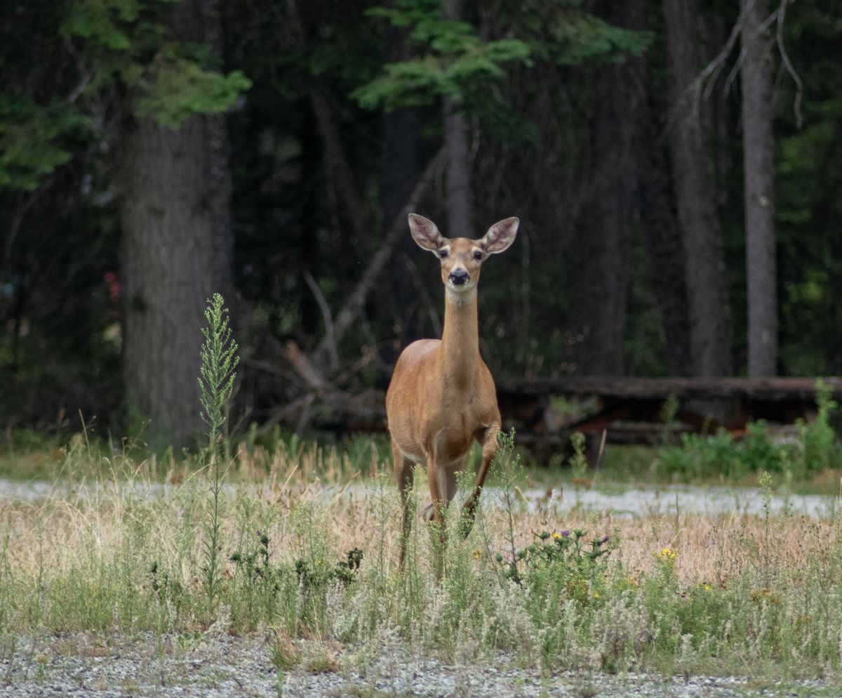 A white-tail deer pauses north of Spokane.  (Michael Wright/THE SPOKESMAN-REVIEW)