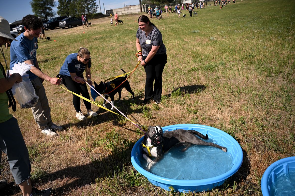 Goose, a mixed breed dog up for adoption at the Spokane Humane Society, gives volunteers Colby Nootenboom, left, and Amber Reeder, center, the side-eye as they try to coax her from a wading pool to join the back of the Spokane Humane Society’s 22nd annual Parade of Paws on June 1 with volunteer Josie Eriavec and dog Sherlock in Spokane. (Tyler Tjomsland/The Spokesman-Review)