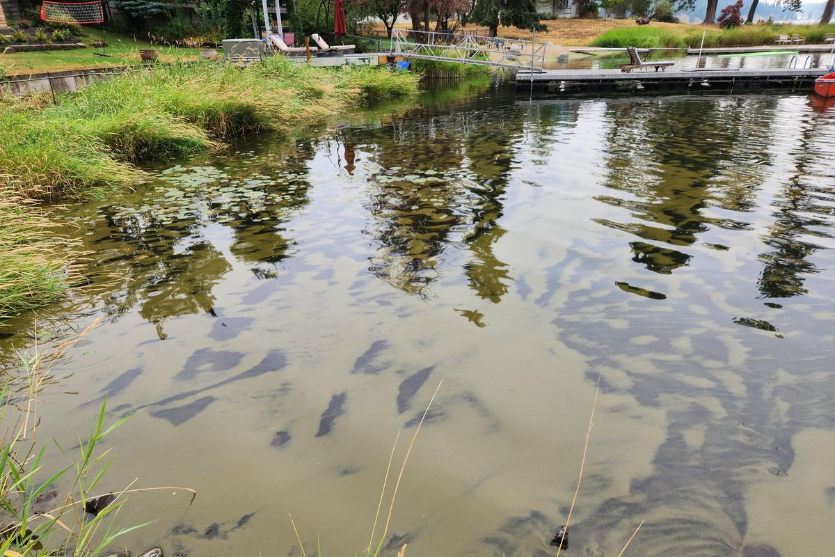 A harmful algal bloom is shown in early August at Fernan Lake.  (Courtesy Panhandle Health)