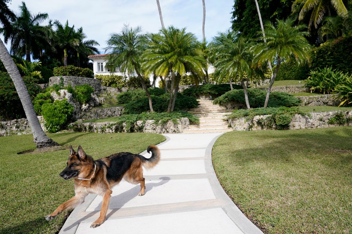 German Shepherd Gunther VI runs on the grounds of a house formally owned by pop star Madonna, Monday, Nov. 15, 2021, in Miami. Gunther VI inherited his vast fortune, including the 9-bedroom waterfront home once owned by the Material Girl from his grandfather Gunther IV. The estate, purchased 20 years ago from the pop star, was listed for sale Wednesday.  (Lynne Sladky)