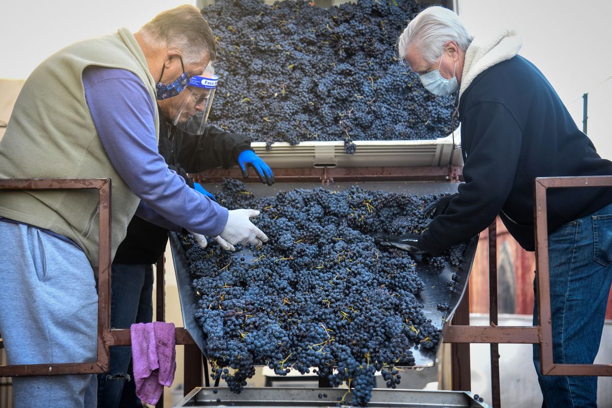 Volunteers at Barrister Winery, from left, Don Franklin, Roland Lamarche and Glenn Lipsker send sangiovese grapes from Kiona Vineyards in central Washington to the crusher on Thursday, Oct. 15, 2020, in Spokane.  (DAN PELLE/THE SPOKESMAN-REVIEW)