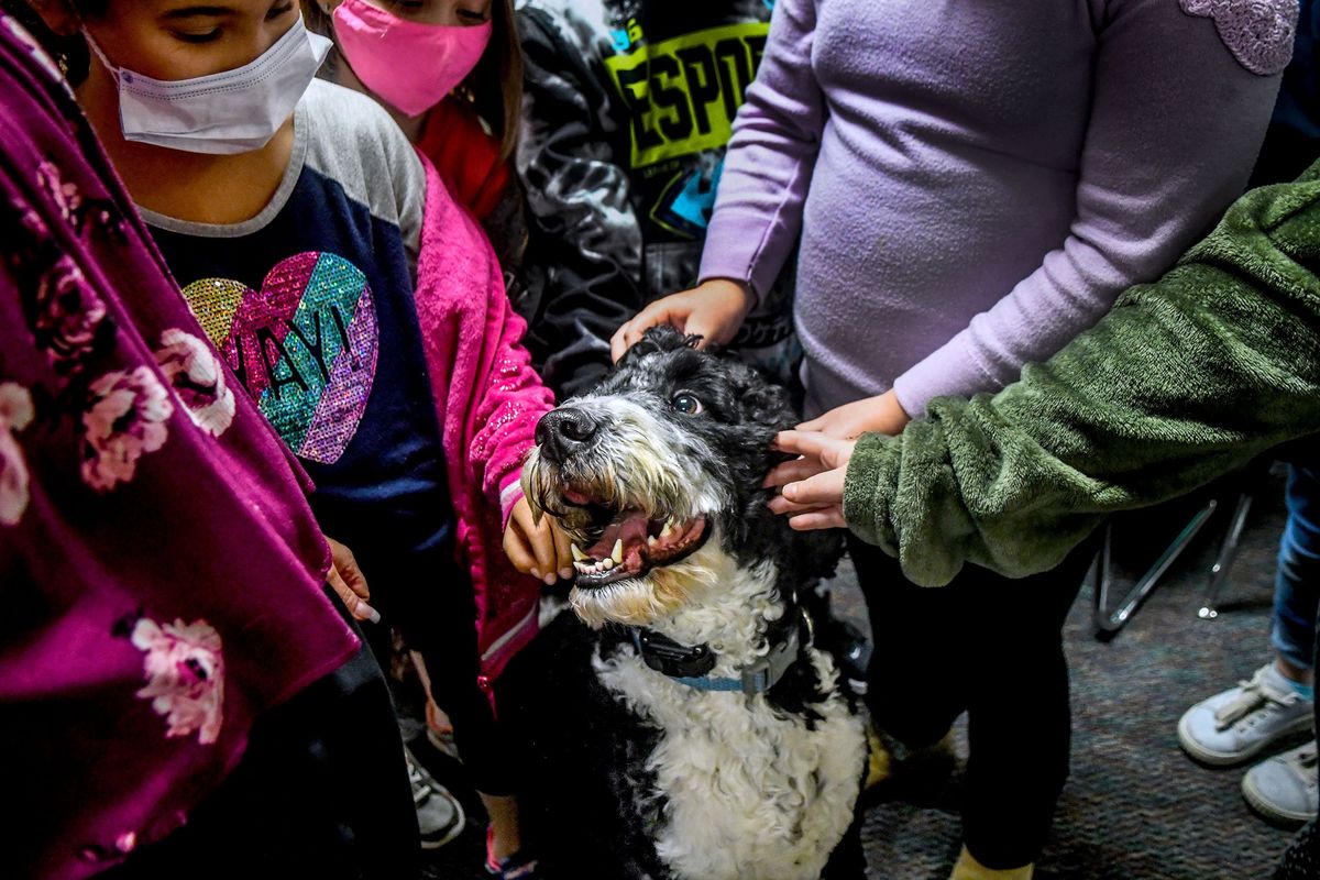 Traveler, the Longfellow Elementary therapy dog, is greeted by a group of third-graders on March 3 at the school in Spokane.  (Kathy Plonka/The Spokesman-Review)