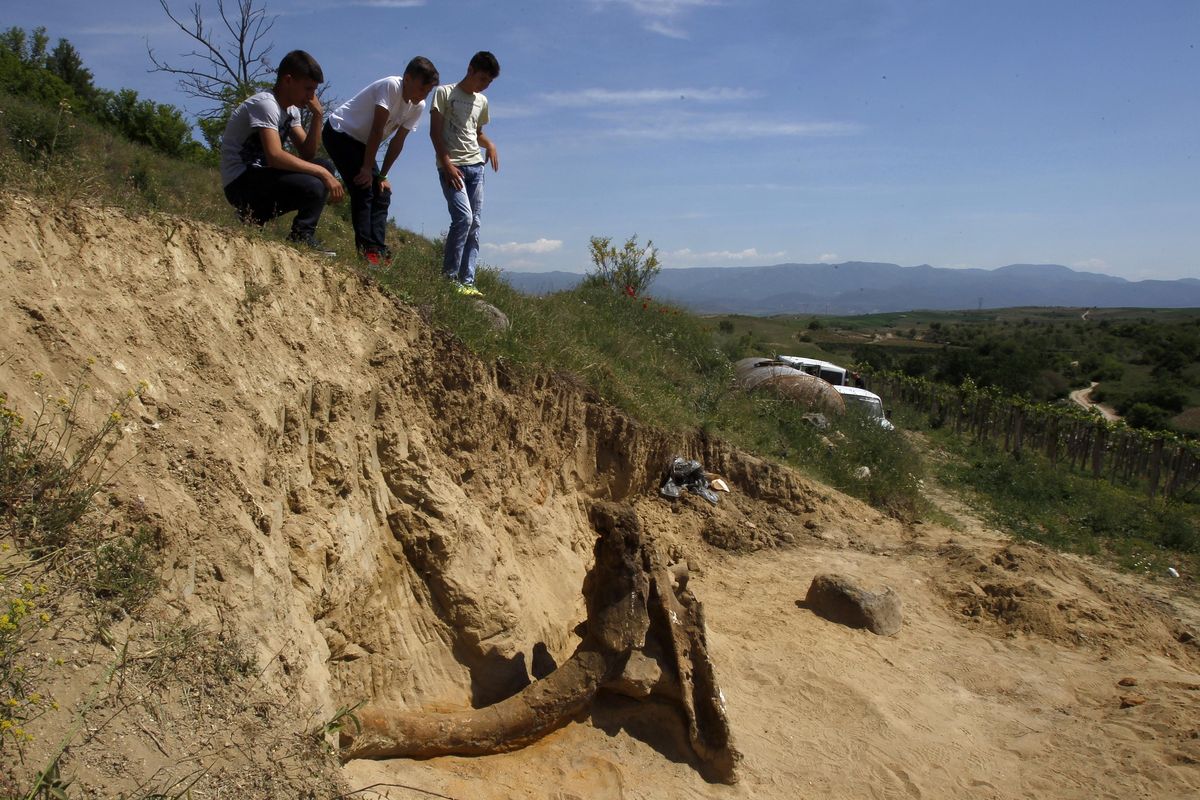 Children look at a fossilized skeleton of extinct species of elephant, excavated Tuesday, April 24, 2018, at Dolni Disan, near Negotino, in central Macedonia. Paleontologists from Bulgaria and Macedonia are excavating the fossilized remains of a prehistoric elephant believed to pre-date the mammoth, after its bones were found accidentally by a man working in a field. (Boris Grdanoski / AP)