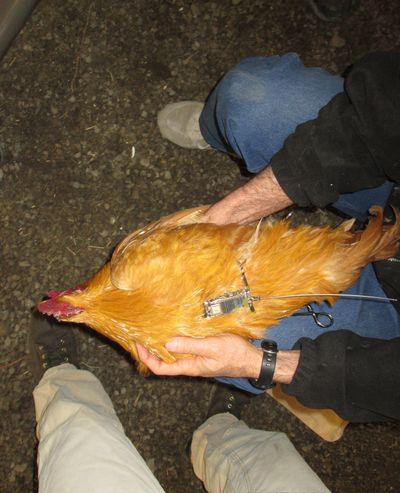 A GPS transmitter is test-fitted on a chicken before Washington Department of Fish and Wildlife biologists put the harnesses on sage grouse released at the Swanson Lakes Wildlife Area in April 2014. (Washington Fish and Wildlife Department)