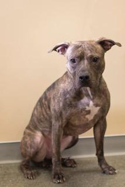 Fallon’s goal in 2020 is to experience great adventures with her new family, according to SCRAPS. (Beate Konduris / SCRAPS)