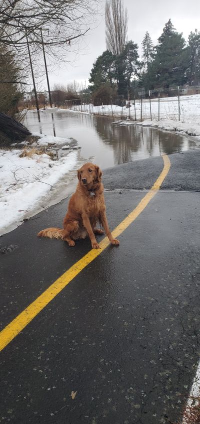 Waldo, Linda Weiford’s dog, is dismayed that he can’t walk on his favorite trail on Tuesday through Heron’s Hideout Park in Moscow, Idaho.  (Linda Weiford)