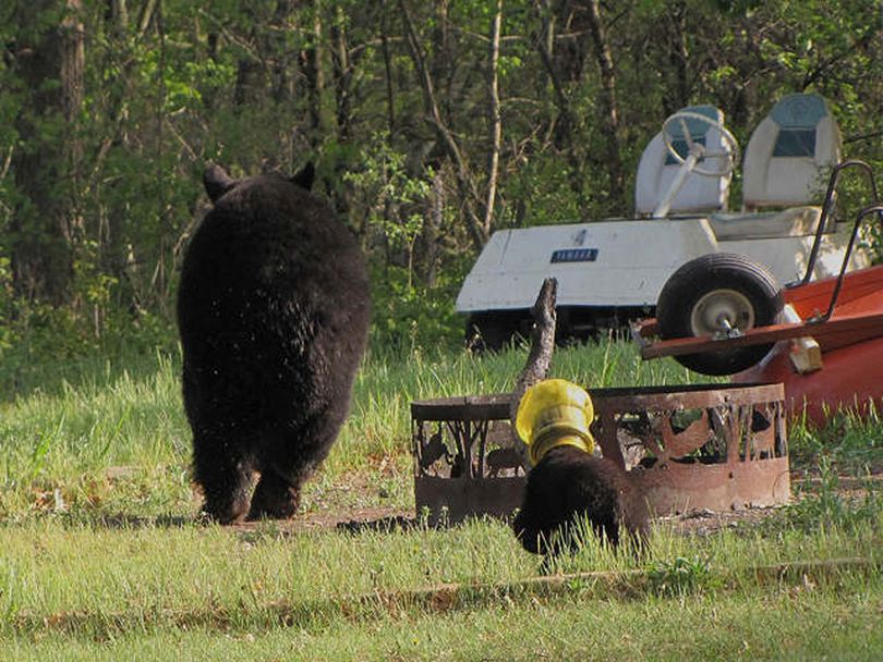 ORG XMIT: NY118 In this undated photo provided the Wisconsin Department of Natural Resources via WQOW-TV, a bear cub, wearing a bird feeder on his head, runs to his mother. The bear cub in northwestern Wisconsin's Burnett County was spotted near Grantsburg over Memorial Day weekend with the feeder stuck on its head. (AP Photo/Wisconsin Department of Natural Resources via WQOW-TV) (Department Resources / The Spokesman-Review)
