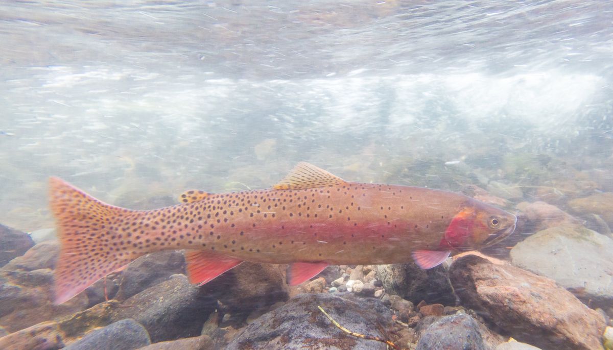 Yellowstone cutthroat trout are native to the park.  (Jacob W. Frank/NPS)