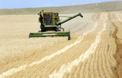 
Leo Materi, 86, attempts to harvest the wheat in his drought-stricken field near Linton, N.D., on Wednesday. More than 60 percent of the United States now has abnormally dry or drought conditions, said Mark Svoboda, a climatologist at the University of Nebraska at Lincoln. 
 (Associated Press / The Spokesman-Review)