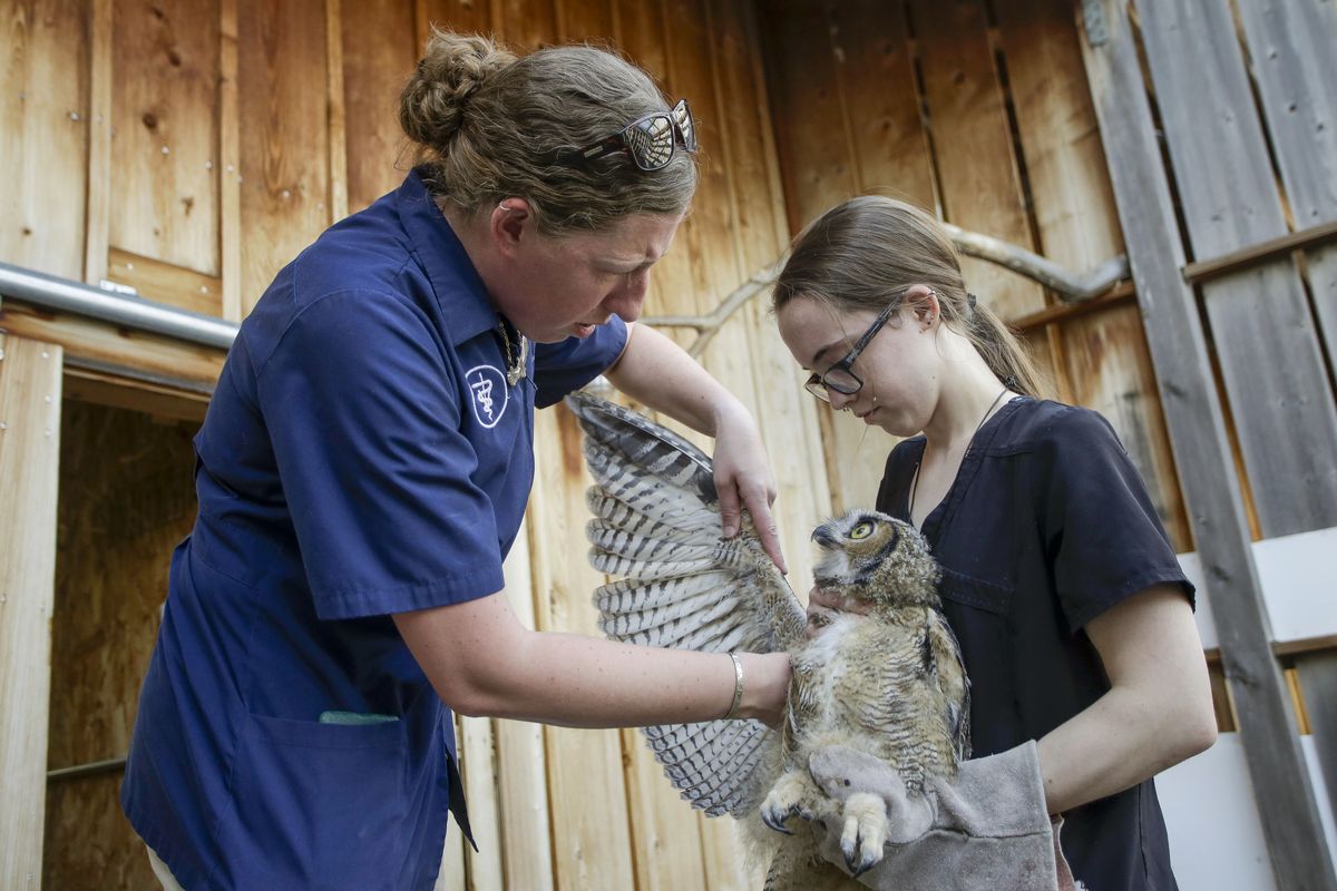 Washington State University veterinary student Megan Conrey holds a juvenile great horned owl while Dr. Marcie Logsdon examines it at the Stauber Raptor Facility on June 15 in Pullman.  (Geoff Crimmins/For The Spokesman-Review)