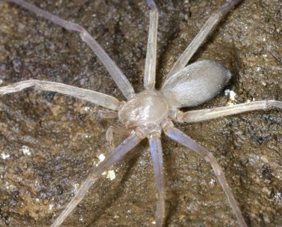 This undated photo taken by Senckenberg Research Institute Frankfurt and released by the World Wildlife Fund, shows a blind huntsman spider, the first of its kind in the world without any eyes, something scientists say is attributable to living permanently without daylight, found in Laos. (Peter Jaeger / Research Institute Frankfurt via the World Wildlife Fund)