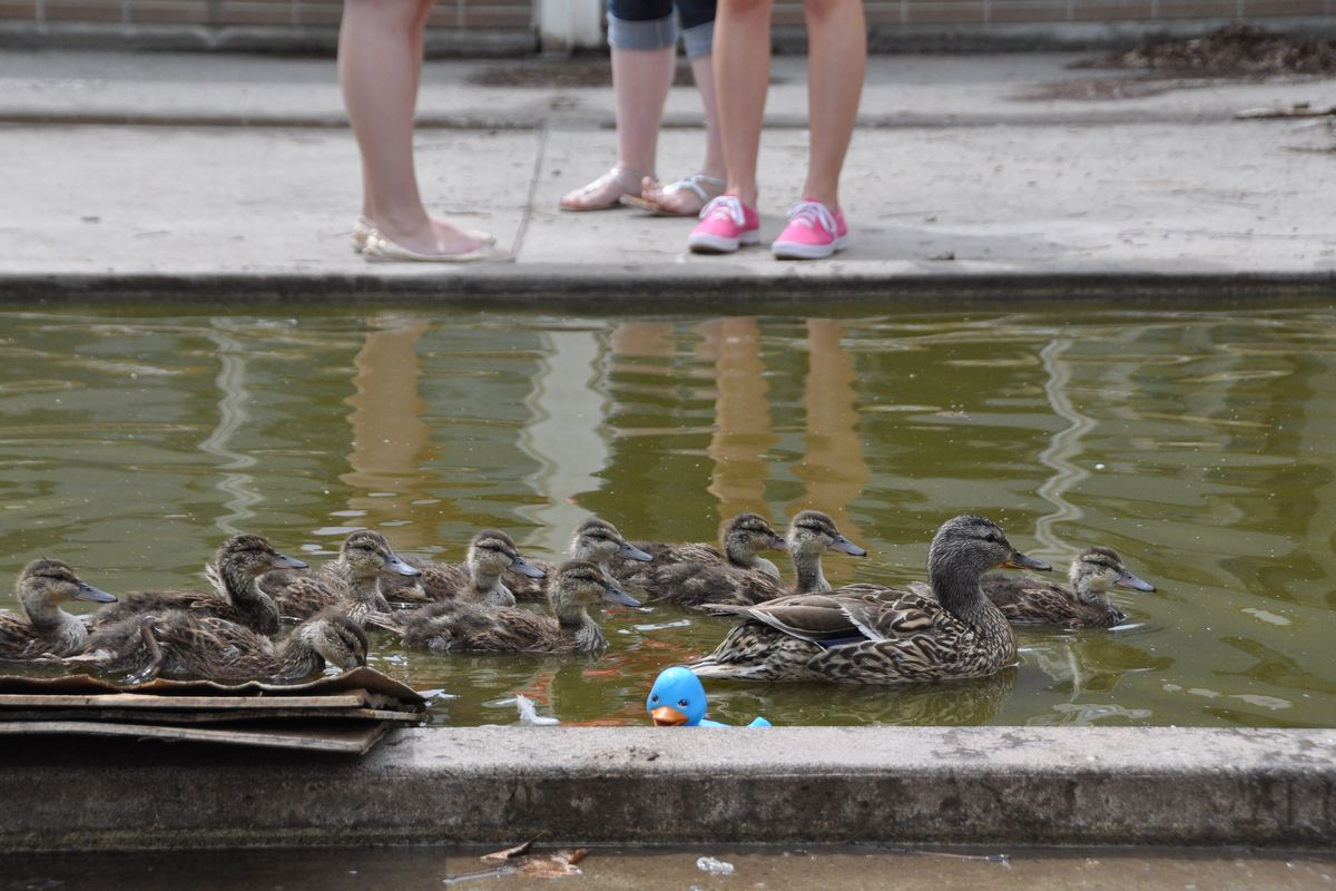 Mallards have raised a bumper crop of ducklings in the science building courtyard at Ferris High School, where students roamed daily. (Rich Landers)
