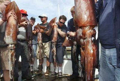 
Fishermen  hold up Humboldt squid in this  June 4 photo in Ventura, Calif. The squid is invading central California waters and preying on  commercial fish populations, according to a new study.Associated Press
 (File Associated Press / The Spokesman-Review)