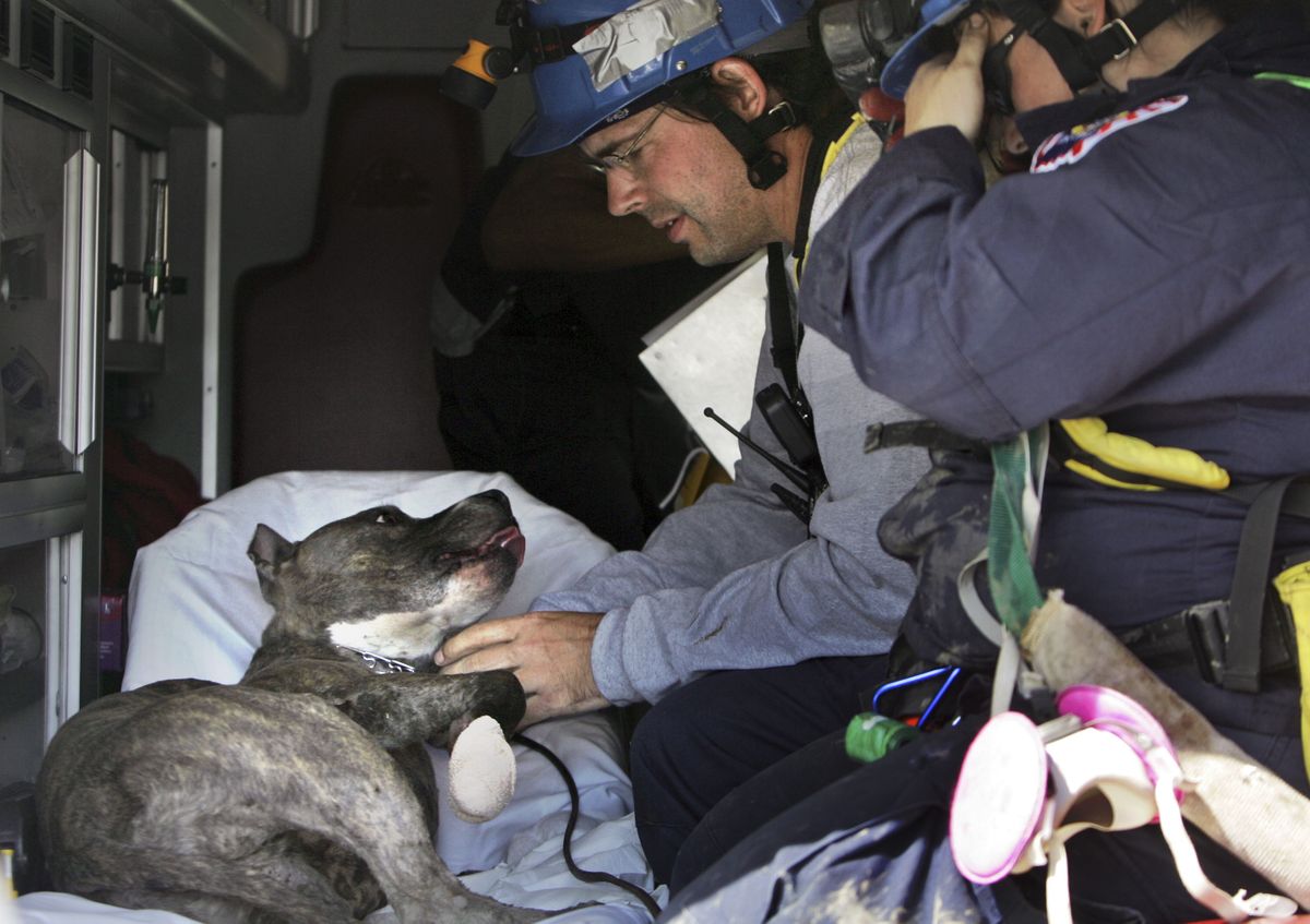 Mark Snodgrass comforts rescue dog Doc, a pit bull, in the back of an ambulance Tuesday after he cut his front paw on glass. (The Spokesman-Review)