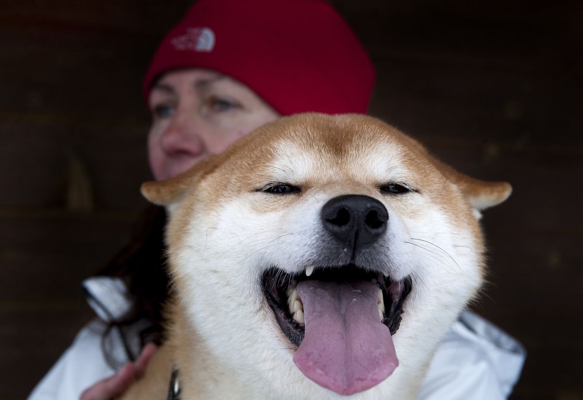Dogged beauty: Local shiba inu competes at Westminster Kennel show