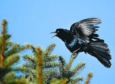 
A great-tailed grackle marks his territory by squawking and displaying his feathers in Liberty Lake. Unfortunately for the grackle, the only similar birds within hundreds of miles are Brewer's blackbirds. 
 (TOM DAVENPORT / The Spokesman-Review)