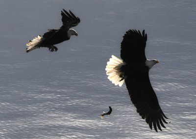 The bald eagle at right drops a kokanee salmon back into Lake Coeur d’Alene near Higgens Point after the eagle at left began harassing it Wednesday. Birdwatchers and photographers gather along the lake’s eastern arm this time of year to watch the eagles feed on spawned-out kokanee. The birds migrate through the region on their way south each December.  (Jesse Tinsley / The Spokesman-Review)