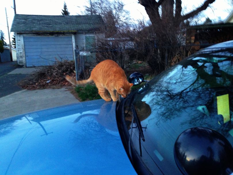A cat made friends with a Spokane Police officer's patrol car Thursday evening after a SWAT standoff ended peacefully.  (Nicole Hensley)