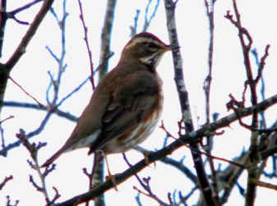 
Bird enthusiasts in Olympia are aflutter over this Eurasian thrush, apparently the first of its kind to be seen on the continent.  
 (Associated Press / The Spokesman-Review)