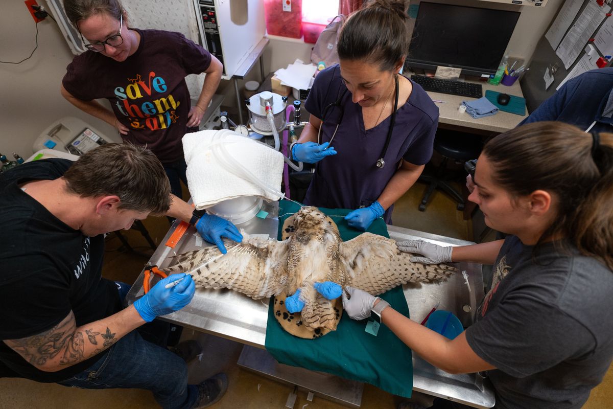 Wildlife caregivers perform a procedure on an owl who was found in concrete. 