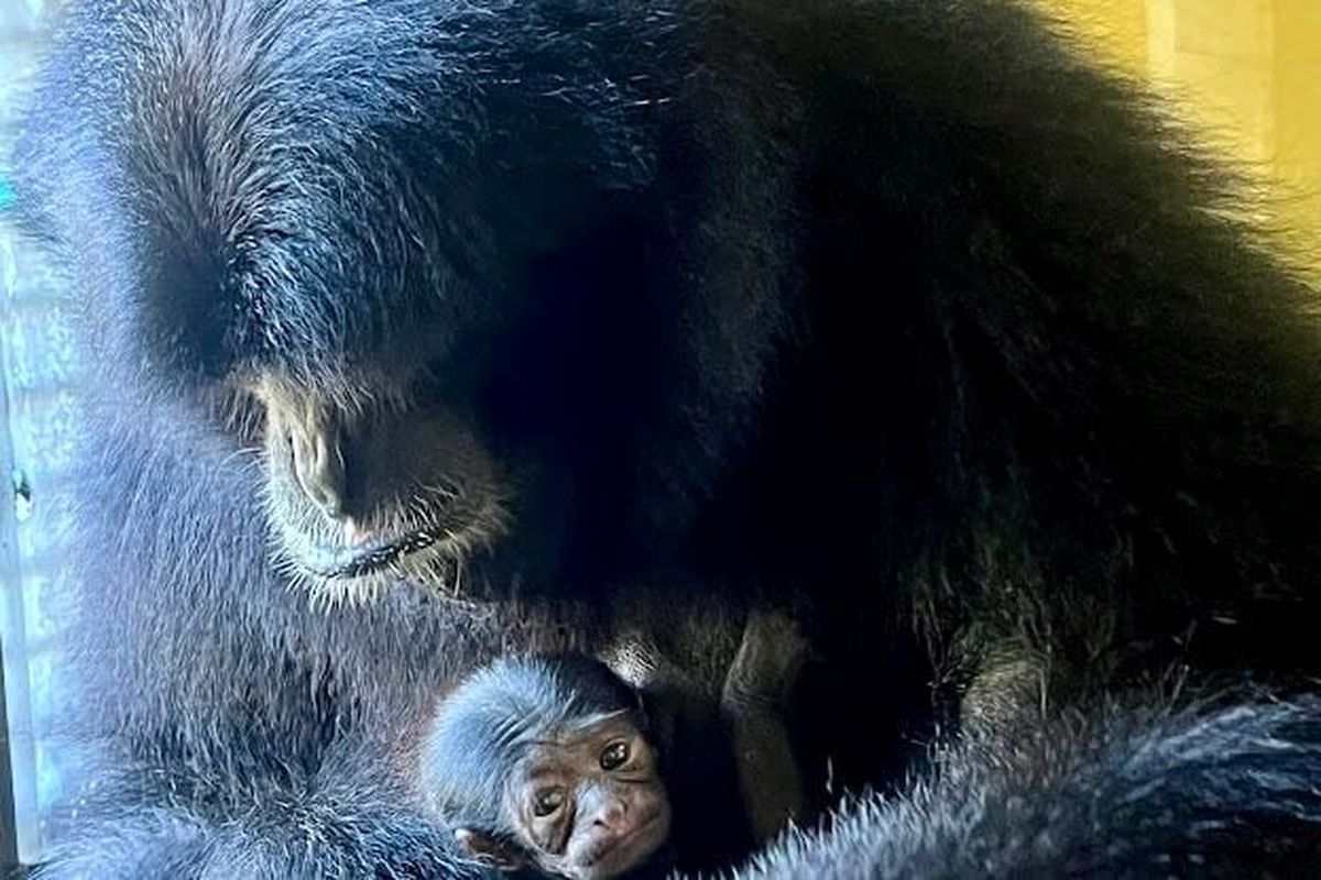 Hutan, a 17-year-old siamang gibbon, holds the newest member of her family, born Oct. 27 at ZooTampa. The baby’s sex is not yet known. (MUST CREDIT: ZooTampa) 