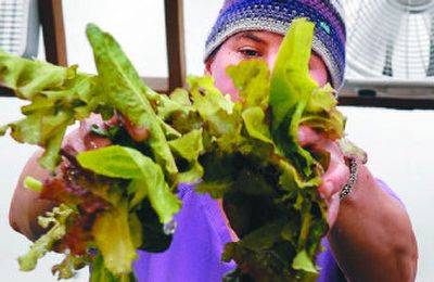 
Alicia Best of Penrith Farms washes lettuce at the organic farm in Newport. 
 (Photo by Kathy Plonka / The Spokesman-Review)