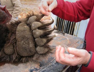 A Lincoln, Mont., resident marvels at an 830-pound grizzly bear last year after a truck hit and killed it on Highway 200. Volunteer taxidermists mounted the bear for display. (File Associated Press / The Spokesman-Review)