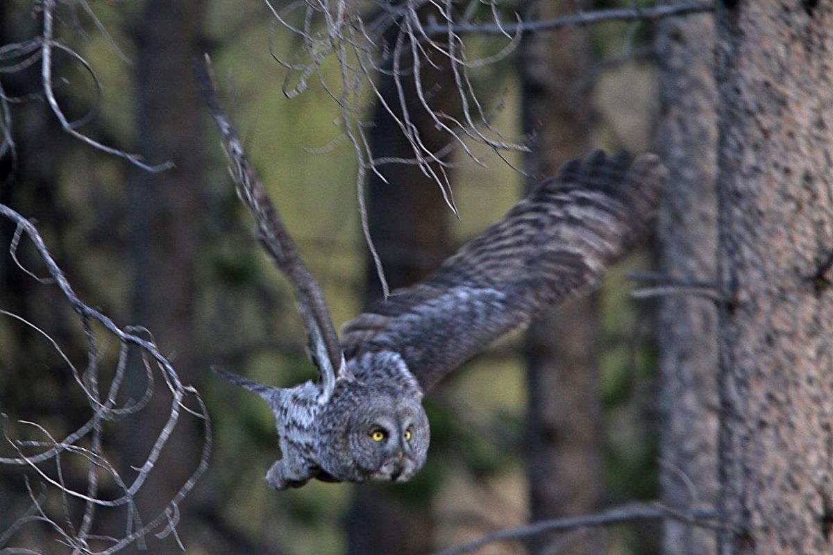 Great gray owl. (Buck Domitrovich)