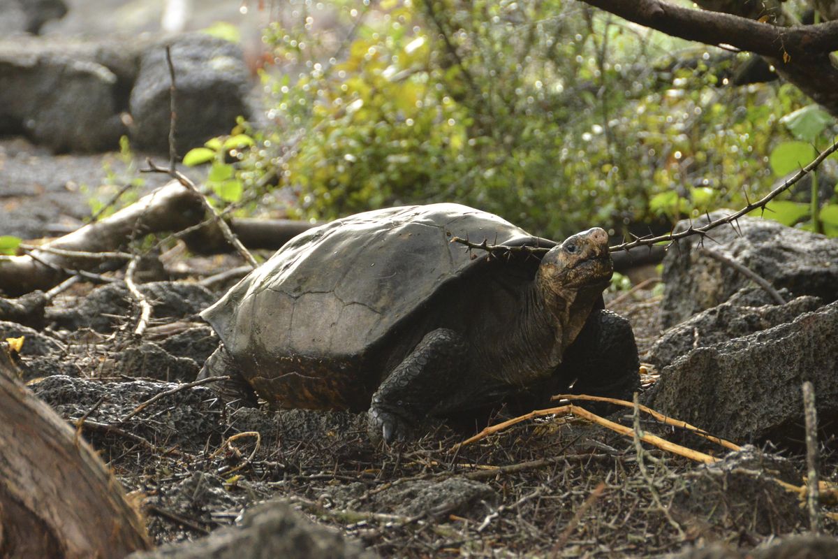 This photo released by the Galapagos National Park shows a Chelonoidis phantasticus tortoise at the Galapagos National Park in Santa Cruz Island, Galapagos Islands, Ecuador, on Wednesday, Feb. 20, 2019. Park rangers and the Galapagos Conservancy found the tortoise, a species that was thought to have become extinct one hundred years ago. (Andres Morales / AP)