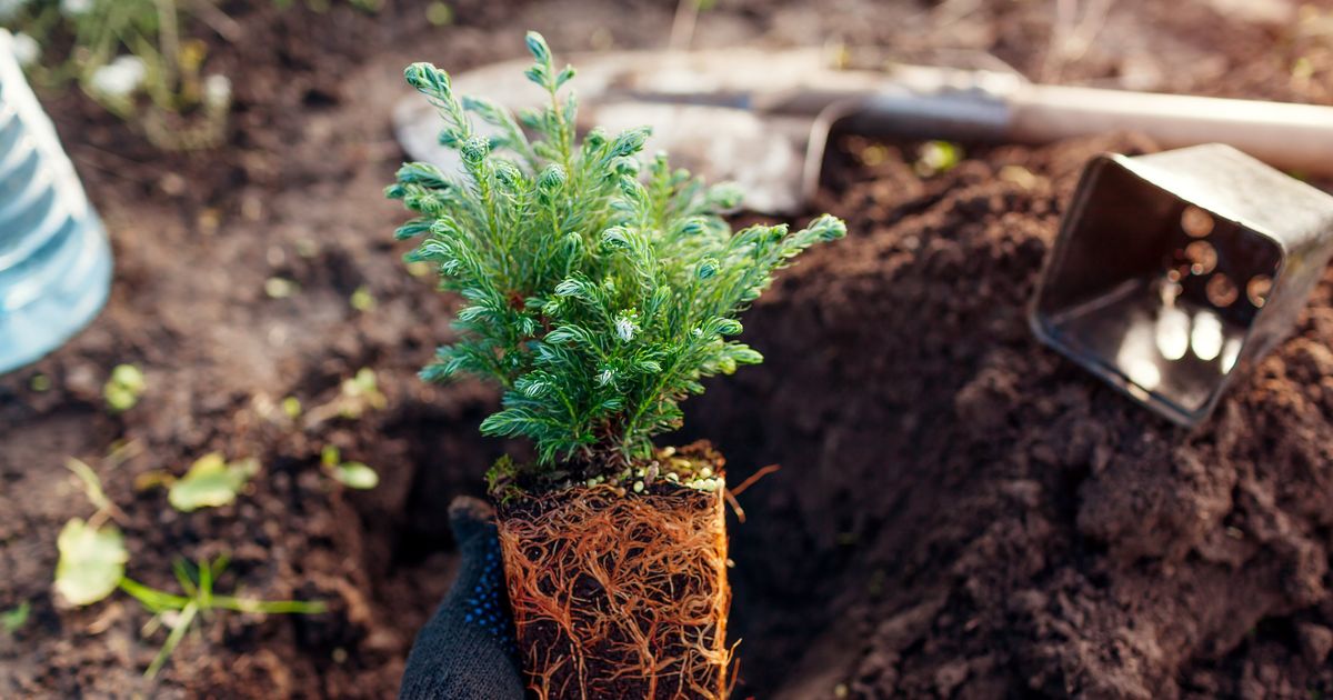 Remember the three-year rule when planting perennials