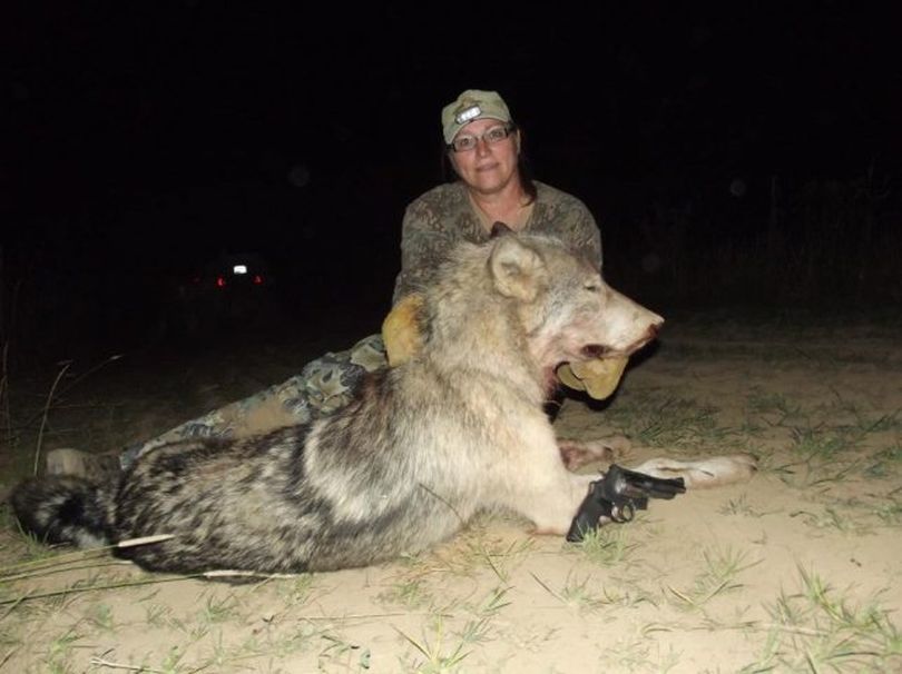 Rene Anderson, 55, of Headquarters, Idaho, was bowhunting for elk on Sept. 25, 2011, when this gray wolf responded to her elk bugle and came within about 10 feet. She pulled her .44 mag handgun and killed the wolf with four shots. (Courtesy photo)