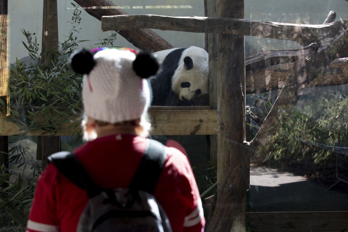 Jenny Owens, of Wilkesboro, N.C., watches the giant pandas at Zoo Atlanta on Feb. 2. Zoo Atlanta pandas are the only pandas that can be seen in the United States at this time.    (Kendrick Brinson/for The Washington Post)
