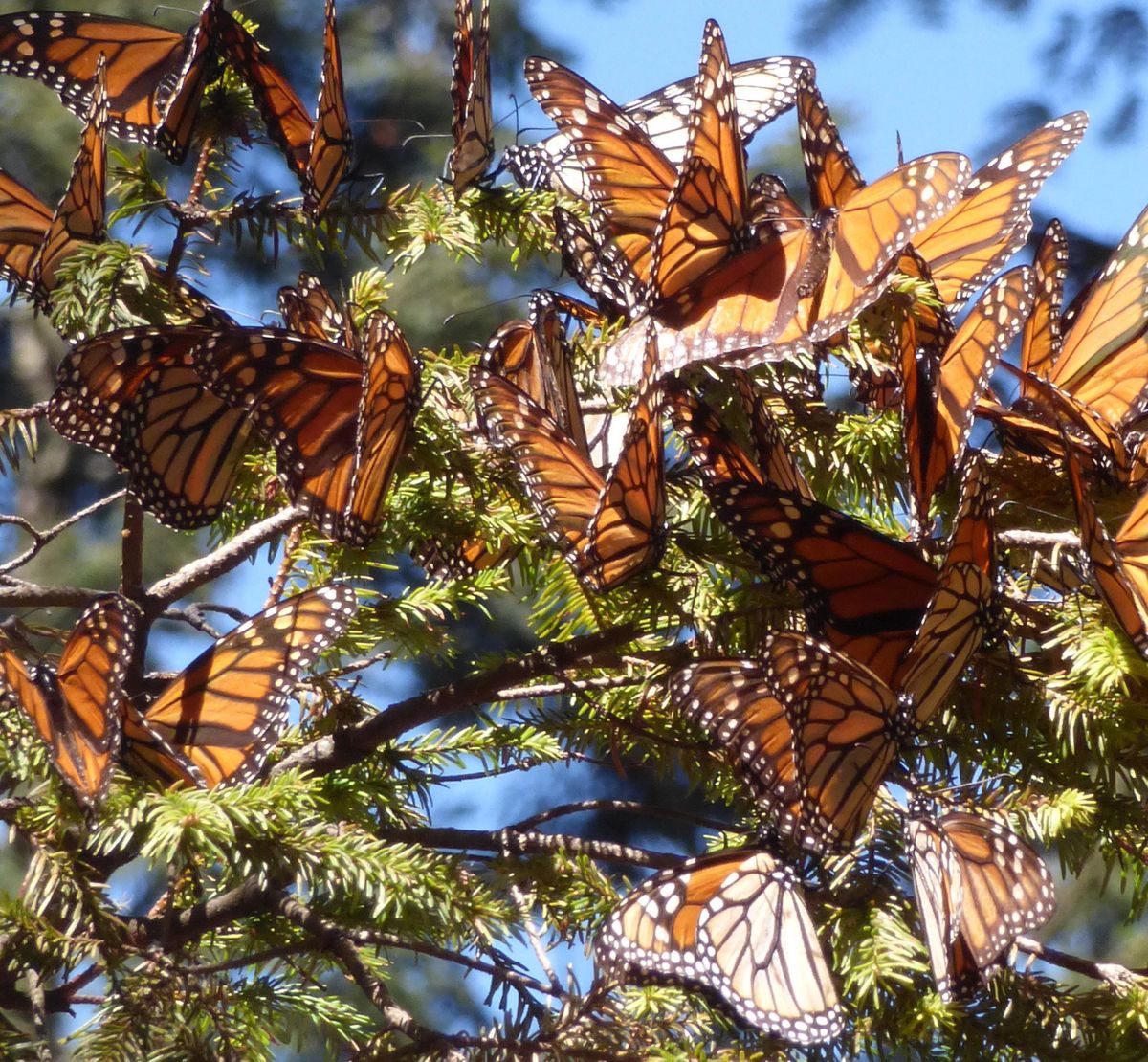 Monarch butterfly populations have been on the decline, but swarms of the colorful insects can still be found in certain parts of Mexico. ( (Terri Colby / TNS)