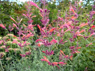 The nectar-laden flowers of Sunset Hyssop attract hummingbirds and butterflies to the garden. Special to  (SUSAN MULVIHILL Special to / The Spokesman-Review)