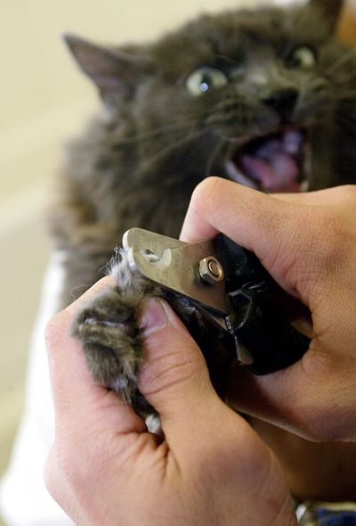 Victoria’s claws are trimmed by a technician Jan. 16, 2003, at the “U-Wash Doggie,” a self-service pet grooming business in West Hollywood, Calif. (DAMIAN DOVARGANES / Associated Press)