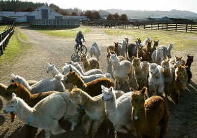 
Antonio Fernandez uses a mountain bike to herd a group of alpacas to a pasture at Alpacas of America in Tenino, Wash. In the world of alpacas, it's all about the money. These days, they're an investment of increasing popularity. 
 (Associated Press / The Spokesman-Review)
