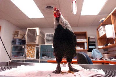 
This stray bantam rooster was found and brought to veterinarian Stephen Lindsay. The bird is an Old English Game Bantam of the Birchen variety. 
 (Jesse Tinsley / The Spokesman-Review)