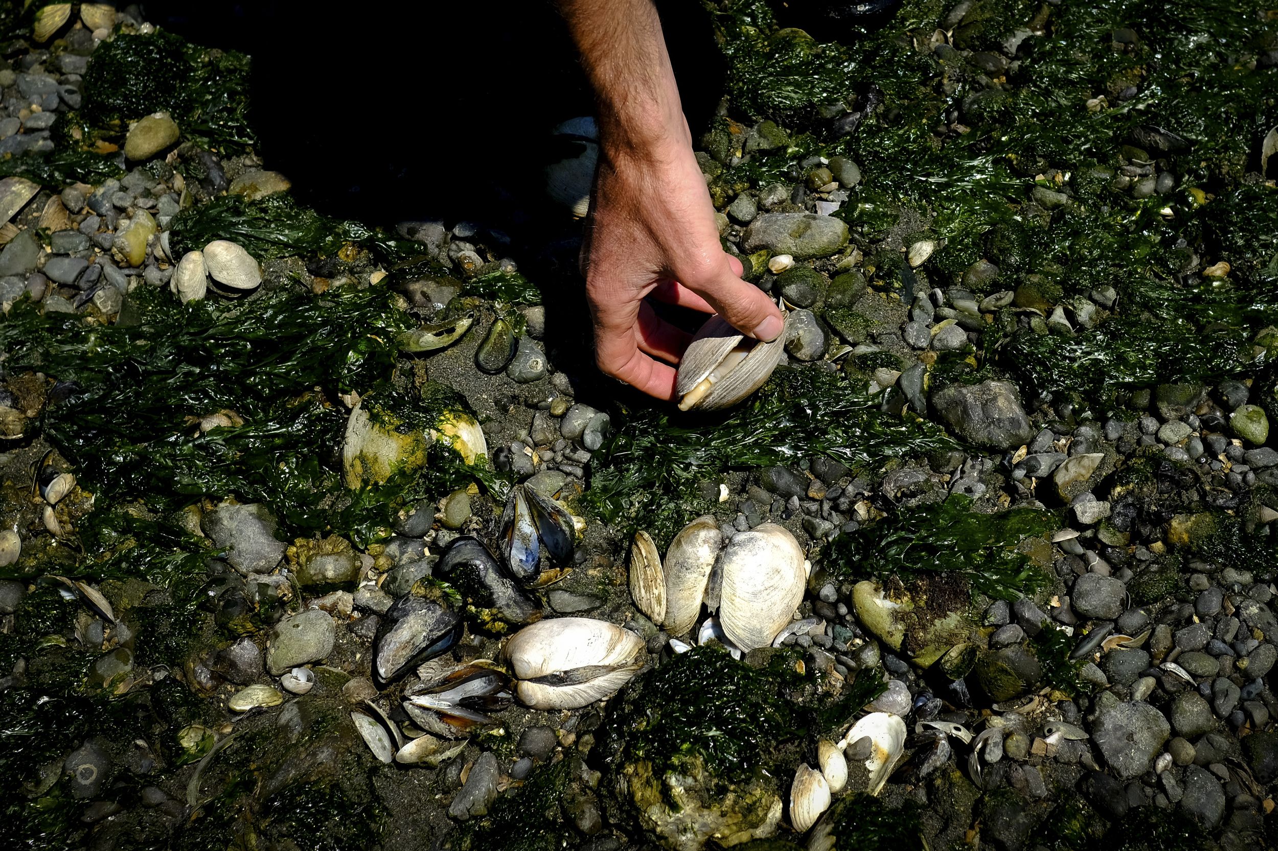 Heat wave scorches Washington's shellfish, total losses unclear July