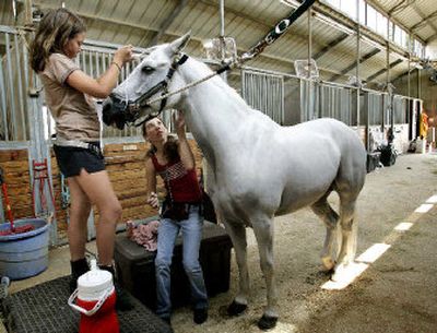 
Jessica Evans, bottom, of Dallas, helps her friend Annie Kartsotis, left, of Plano, as they groom Kartsotis' welch cobb horse named Gameface at Windmill Stables of Springpark, Saturday, June 25, 2005, in Richardson, Texas. Deloitte Consulting LLC estimates that the horse industry contributes $39 billion to the U.S. economy. 
 (Associated Press / The Spokesman-Review)