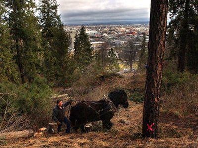 
Bruce Spencer, of Post Falls, guides his team of horses around the grounds of the Moore-Turner Heritage Garden in Pioneer Park on Thursday. The horses hauled felled trees off the property to preserve the landscape of the gardens, which are being restored. 
 (Brian Plonka / The Spokesman-Review)